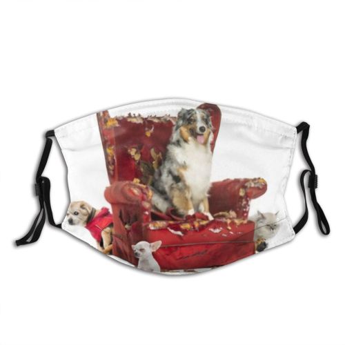yanfind Isolated Dogs Porcellus Desvastate Cat Sticking Disorder Carnivore Vandalize Grey Dog Away Dust Washable Reusable Filter and Reusable Mouth Warm Windproof Cotton Face