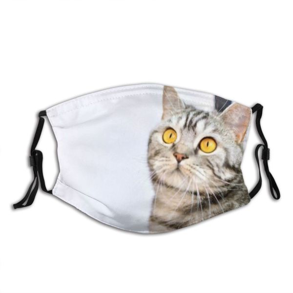 yanfind Isolated Fur Young Cat Kitty British Cute Office Shorthair Pet Studio Eyes Dust Washable Reusable Filter and Reusable Mouth Warm Windproof Cotton Face