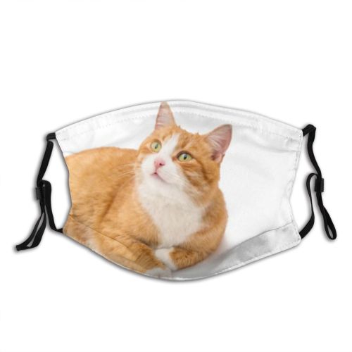 yanfind Isolated Whisker Fur Emotional Striped Cat Game Cute Staring Watching Posing Beautiful Dust Washable Reusable Filter and Reusable Mouth Warm Windproof Cotton Face