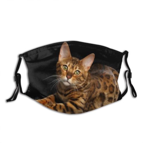 yanfind Isolated Fur Young Little Cat Striped Cute Tender Carnivore Shorthair Active Macro Dust Washable Reusable Filter and Reusable Mouth Warm Windproof Cotton Face