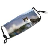 yanfind Paws Cat Kitty Cute Alley Outdoor Curious Beautiful Dust Washable Reusable Filter and Reusable Mouth Warm Windproof Cotton Face
