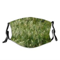 yanfind Hordeum Rye Barley Wheat Plant Crop Agriculture Grass Triticale Einkorn Crop Wheat Dust Washable Reusable Filter and Reusable Mouth Warm Windproof Cotton Face