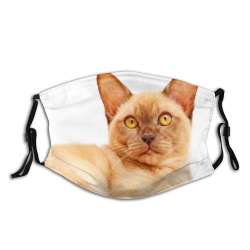 yanfind Isolated Apartment Asian Fur Young Cat Kitty Burmese Shorthair Room Pedigree Female Dust Washable Reusable Filter and Reusable Mouth Warm Windproof Cotton Face