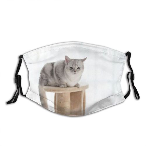 yanfind Fur Young Cat Kitty Cute Shorthair Window Condo Room Beautiful Pretty Face Dust Washable Reusable Filter and Reusable Mouth Warm Windproof Cotton Face