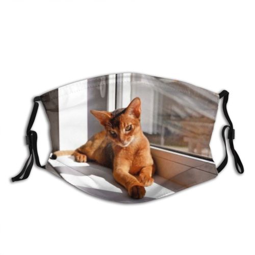 yanfind Isolated Fur Tom Young Striped Cat Cute Shorthair Nose European Pedigreed Calm Dust Washable Reusable Filter and Reusable Mouth Warm Windproof Cotton Face