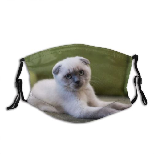 yanfind Isolated Fur Young Straight Sill Cat Kitty British Cute Grey Window Flowers Dust Washable Reusable Filter and Reusable Mouth Warm Windproof Cotton Face