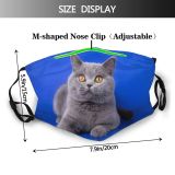 yanfind Isolated Fur Young Cat Kitty British Cute Shorthair Grey Face Lawn Ears Dust Washable Reusable Filter and Reusable Mouth Warm Windproof Cotton Face
