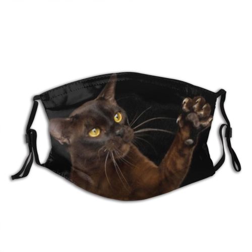 yanfind Isolated Fur Young Cat Cute Burmese Carnivore Lazy Mirror Amaizing Unhappy Staring Dust Washable Reusable Filter and Reusable Mouth Warm Windproof Cotton Face