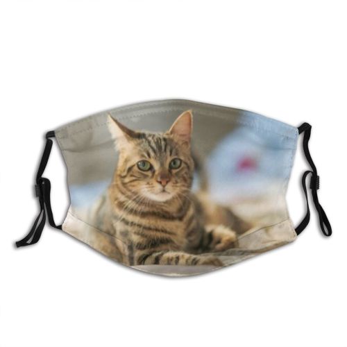 yanfind Isolated Bedroom Fur Young Bed Cat Kitty Cute Kittens Shorthair Grey Pillow   Dust Washable Reusable Filter and Reusable Mouth Warm Windproof Cotton Face