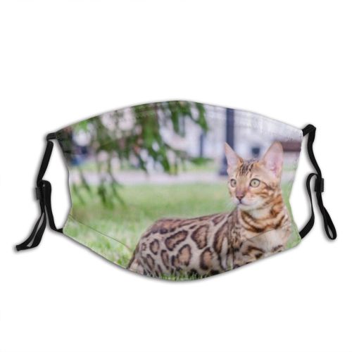 yanfind Isolated Garden Hunter Little Cat Attention Bengal Grass Beautiful Pretty Face Pet Dust Washable Reusable Filter and Reusable Mouth Warm Windproof Cotton Face