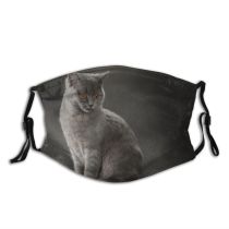 yanfind Isolated Fur Young Cat Cute Grey Nobody Shot Pet Studio Eyes Portrait Dust Washable Reusable Filter and Reusable Mouth Warm Windproof Cotton Face