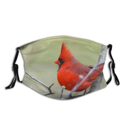 yanfind Public Ohio Exploration America Bush Twig Leaf Autumn Wild Tranquility Bird Bare Dust Washable Reusable Filter and Reusable Mouth Warm Windproof Cotton Face