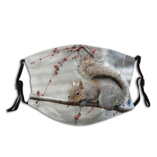 yanfind Landscape Tail Squirrel Fox Organism Tree Squirrel Grey Fawn Whiskers Branch Squierel Dust Washable Reusable Filter and Reusable Mouth Warm Windproof Cotton Face