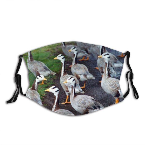 yanfind Rebel Exception Ducks Unique Goose Independent Beak Funny Feather Geese Vertebrate Duck Dust Washable Reusable Filter and Reusable Mouth Warm Windproof Cotton Face