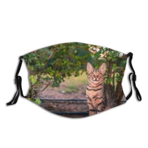 yanfind Country Garden Fur Cat Kitty Cute Backyard Shorthair Natural Wildlife Fauna Summer Dust Washable Reusable Filter and Reusable Mouth Warm Windproof Cotton Face