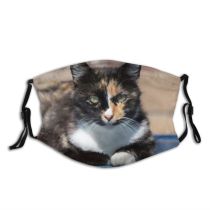 yanfind Fur Hunter Life Young Cat Kitty Cute Manx Wildlife Around Pedigree Beautiful Dust Washable Reusable Filter and Reusable Mouth Warm Windproof Cotton Face