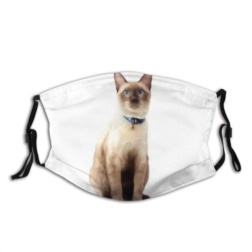 yanfind Isolated Lovely Whisker Fur Young Cat Kitty Cute Shorthair Staring Pedigree Beautiful Dust Washable Reusable Filter and Reusable Mouth Warm Windproof Cotton Face