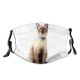 yanfind Isolated Lovely Whisker Fur Young Cat Kitty Cute Shorthair Staring Pedigree Beautiful Dust Washable Reusable Filter and Reusable Mouth Warm Windproof Cotton Face