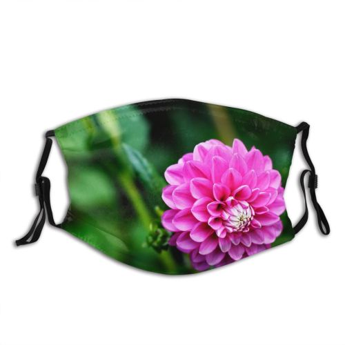 yanfind Plant Annual Flower Flower Wildflower Plant Park Outdoor Botany Petal Flowering Dahlia Dust Washable Reusable Filter and Reusable Mouth Warm Windproof Cotton Face