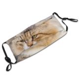 yanfind Isolated Whisker Fur Young Cat Kitty Cute Nose Vet Summer Pedigree Beautiful Dust Washable Reusable Filter and Reusable Mouth Warm Windproof Cotton Face