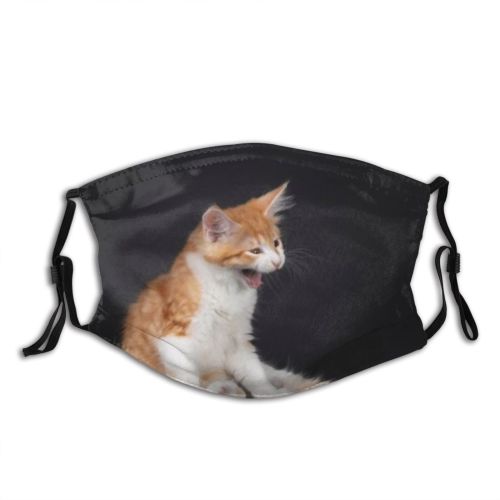 yanfind Isolated Fur Young Cat Kitty Cute Coon Friendly Open Mouth Detailed Bicolor Dust Washable Reusable Filter and Reusable Mouth Warm Windproof Cotton Face