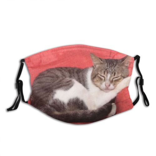 yanfind Isolated Fur Young Cat Kitty Cute Grey Baby Pet Sleep Cats Fluffy Dust Washable Reusable Filter and Reusable Mouth Warm Windproof Cotton Face