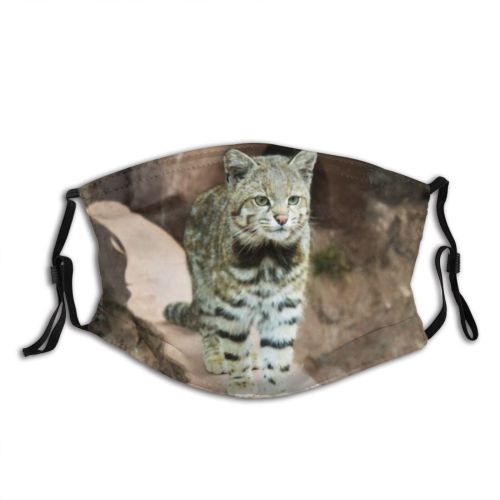 yanfind Leopardus Fur Santuario Endangered Little Cat Kitty Cute Carnivore Jacobita Peru Mountain Dust Washable Reusable Filter and Reusable Mouth Warm Windproof Cotton Face