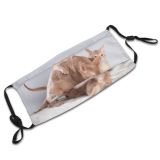 yanfind Mother Cat Kitty Cute Fawn Kittens Abyssinian Milk Licks Beautiful Eat Kitten Dust Washable Reusable Filter and Reusable Mouth Warm Windproof Cotton Face