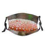 yanfind Mushroom Agaricomycetes Forest Organism Agaricus Agaric Medicinal Autumn Fungus Edible Mushroom Agaricaceae Dust Washable Reusable Filter and Reusable Mouth Warm Windproof Cotton Face