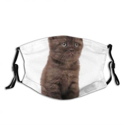 yanfind Isolated Fur Young Striped Kitty Cat Cute British Grey Baby Curious Beautiful Dust Washable Reusable Filter and Reusable Mouth Warm Windproof Cotton Face