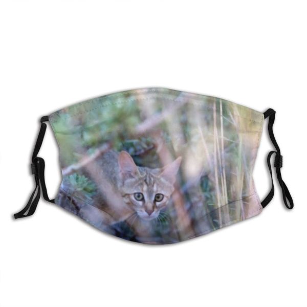 yanfind Garden Destination Fur Young Cat Kitty Cute Carnivore Wildlife Summer Scenic Beautiful Dust Washable Reusable Filter and Reusable Mouth Warm Windproof Cotton Face