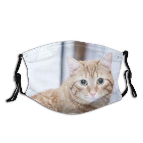 yanfind Attractive Fur Cat Kitty Cute Ginger Whiskered Pet Kitten Home Gib Adorable Dust Washable Reusable Filter and Reusable Mouth Warm Windproof Cotton Face