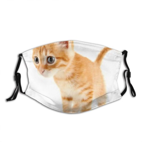 yanfind Isolated Fur Young Little Cat Kitty Cute Striped Carnivore Shorthair Purr Household Dust Washable Reusable Filter and Reusable Mouth Warm Windproof Cotton Face