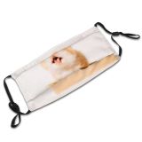 yanfind Isolated Fur Young Cat Kitty Cute Shorthair Pedigreed Vertebrate Beautiful Shot Pet Dust Washable Reusable Filter and Reusable Mouth Warm Windproof Cotton Face
