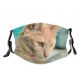 yanfind Fur Young Cat Kitty Cute Grey Beautiful Face Pet Eyes Furry Closeup Dust Washable Reusable Filter and Reusable Mouth Warm Windproof Cotton Face