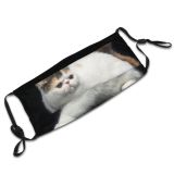 yanfind Isolated Fur Young Cat Cute Shorthair Vertebrate Beautiful Shot Pet Studio Eyes Dust Washable Reusable Filter and Reusable Mouth Warm Windproof Cotton Face