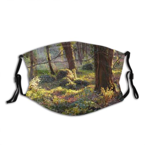 yanfind Deciduous Forest Landscape Hardwood Leaf Northern Tree Tree Forest Natural Autumn Sunlit Dust Washable Reusable Filter and Reusable Mouth Warm Windproof Cotton Face