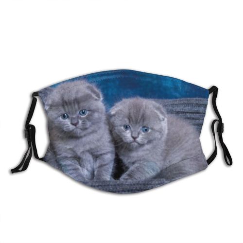 yanfind Isolated Fur Young Little Cat Kitty British Cute Kittens Box Shorthair Grey Dust Washable Reusable Filter and Reusable Mouth Warm Windproof Cotton Face