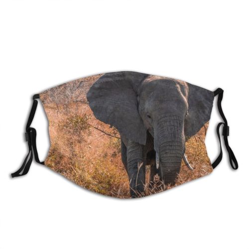 yanfind Kruger Park Dry Wild Safari Trunk Grass Bush Endangered Outdoors Trees Elephant Dust Washable Reusable Filter and Reusable Mouth Warm Windproof Cotton Face
