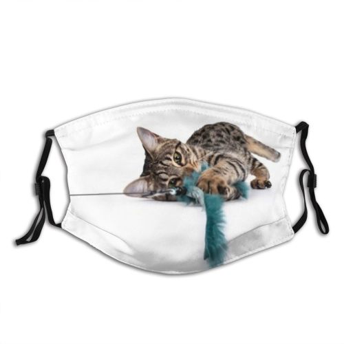 yanfind Isolated Stripes Young Contact Cat Cute Resolution Shorthair Household Cutout Excellent Curious Dust Washable Reusable Filter and Reusable Mouth Warm Windproof Cotton Face