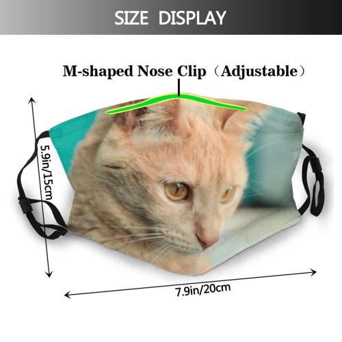 yanfind Fur Young Cat Kitty Cute Grey Beautiful Face Pet Eyes Furry Closeup Dust Washable Reusable Filter and Reusable Mouth Warm Windproof Cotton Face