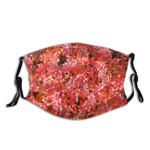 yanfind Spring Vermilion Fall Woody Berberis Leaves Blazing Colorful Plant Minolta Bush Desktop Dust Washable Reusable Filter and Reusable Mouth Warm Windproof Cotton Face