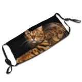 yanfind Isolated Fur Young Little Cat Striped Cute Tender Carnivore Shorthair Active Macro Dust Washable Reusable Filter and Reusable Mouth Warm Windproof Cotton Face