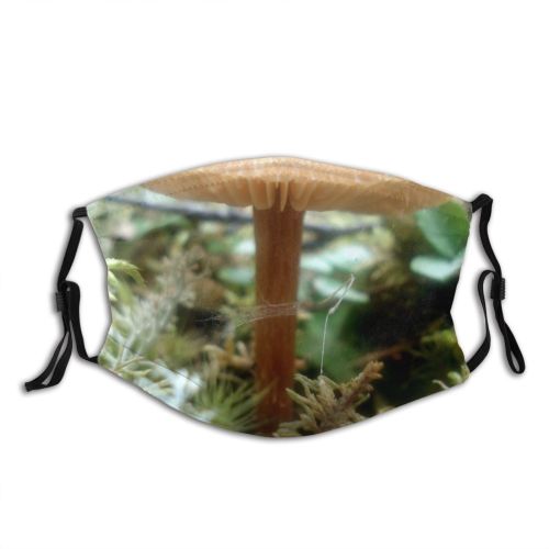 yanfind Plant Edible Penny Agaricaceae Fungus Agaricomycetes Forest Mushroom Mushroom Damp Terrestrial Botany Dust Washable Reusable Filter and Reusable Mouth Warm Windproof Cotton Face