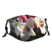 yanfind Flowering Flower Cattleya Orchid Terrestrial Plant Orchids Plant Petal Philippines Flower Dust Washable Reusable Filter and Reusable Mouth Warm Windproof Cotton Face