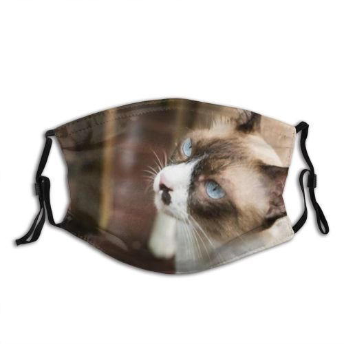 yanfind Garden Young Cat Kitty Cute Grumpy Posing Snowshoe Beautiful Pretty Pet Fluffy Dust Washable Reusable Filter and Reusable Mouth Warm Windproof Cotton Face