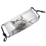 yanfind Isolated Fur Young Cat British Cute Resting Amazed Shorthair Grey Purr Above Dust Washable Reusable Filter and Reusable Mouth Warm Windproof Cotton Face