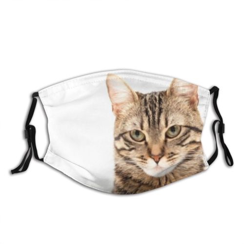 yanfind Attractive Whisker Fur Straight Kitty British Carnivore Jump Shorthair Adorable Frolicsome Grey Dust Washable Reusable Filter and Reusable Mouth Warm Windproof Cotton Face