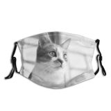 yanfind Isolated Comfort Fur Sill Young Cat Kitty Cute Resting Shorthair Grey Window Dust Washable Reusable Filter and Reusable Mouth Warm Windproof Cotton Face