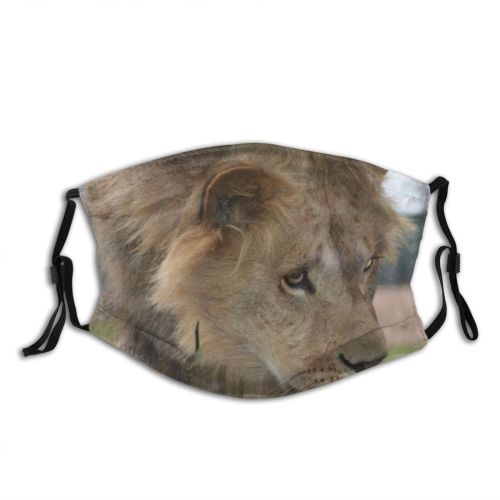 yanfind Winter Felidae Big Impressed King Masai D Lion Tragic Whiskers Vertebrate Cats Dust Washable Reusable Filter and Reusable Mouth Warm Windproof Cotton Face